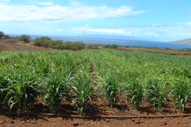 Corn Field