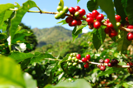 Coffee Farm